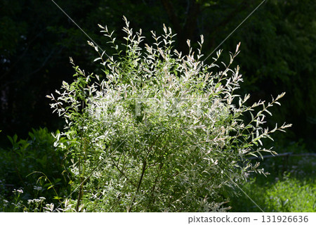 芬利·威洛 131926636