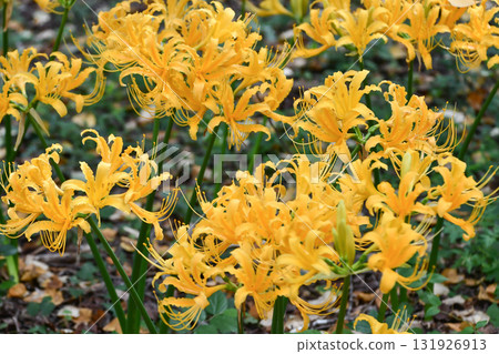 Golden spider lily Golden spider lily 131926913