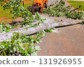 Large fallen tree branch blocks sidewalk while crawler skid steer works on clearing area after tornado 131926955