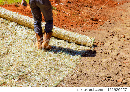 Worker is carefully unrolling straw matting on bare soil to prevent erosion during after sowing grass Worker is carefully unrolling straw matting on bare soil to prevent erosion during after sowing grass 131926957
