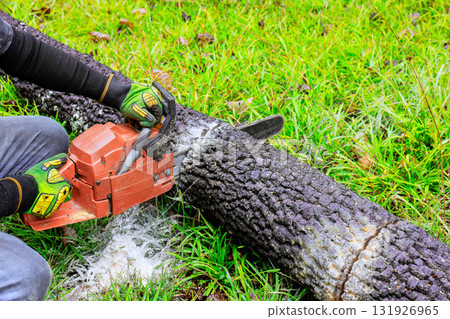 Worker uses chainsaw to cut through scorched log in green field with grass. 131926965