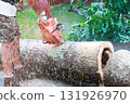Home owner operates chainsaw to slice through large tree trunk in residential backyard under works day 131926970