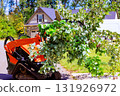 Crawler skid steer machine lifts and clears fallen branches from driveway after strong storm 131926972