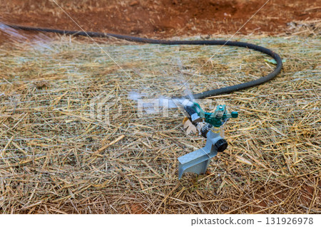 Watering system efficiently irrigates straw mulch on farm field under afternoon sun. Watering system efficiently irrigates straw mulch on farm field under afternoon sun. 131926978