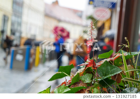 Rain-soaked plants blooming in a city in Slovenia Rain-soaked plants blooming in a city in Slovenia 131927185