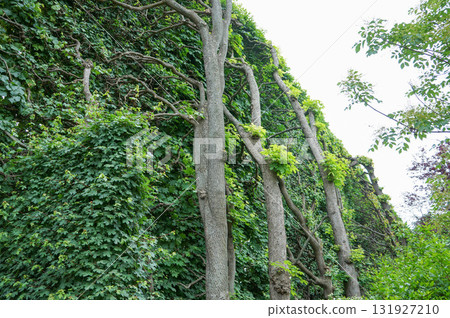 A wide grass wall with a large tree leaning against it 131927210