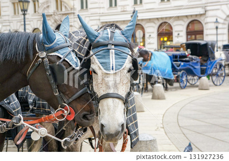 當拉著馬車的馬兒與馬兒眼神接觸的瞬間。 當拉著馬車的馬兒與馬兒眼神接觸的瞬間。 131927236
