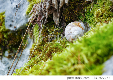 下雨天，一隻蝸牛出現在長滿青苔的岩石上 131927262