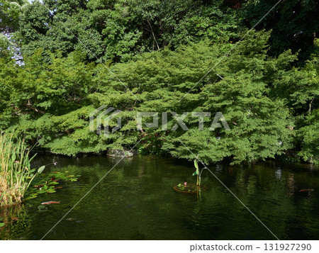 夏季德川園的庭園景色和在池塘裡游泳的錦鯉 夏季德川園的庭園景色和在池塘裡游泳的錦鯉 131927290