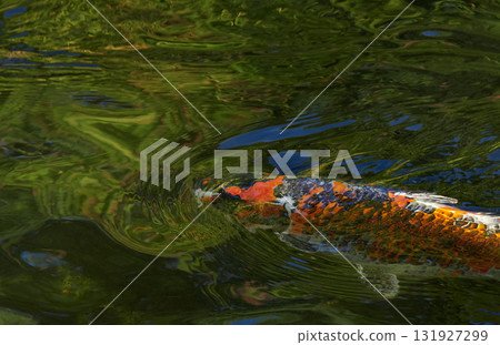Beautiful Nishikigoi carp swimming in a pond in a Japanese garden 131927299