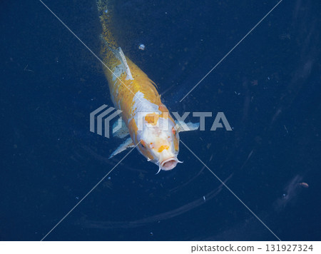 Beautiful Nishikigoi carp swimming in a pond in a Japanese garden 131927324