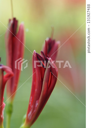 看起來即將綻放的紅花苞 看起來即將綻放的紅花苞 131927488