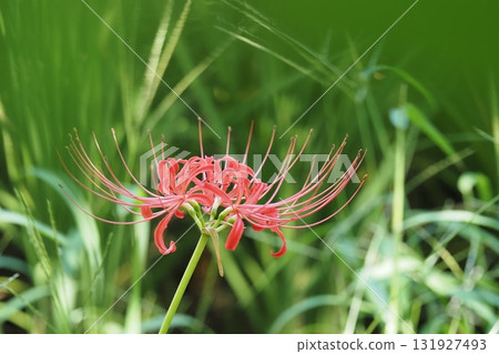 A cluster amaryllis that begins to bloom A cluster amaryllis that begins to bloom 131927493