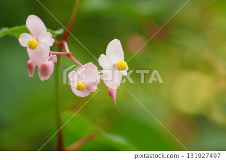 Close-up of begonia male flowers 131927497