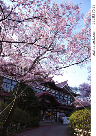 信州伊那路高遠城跡公園的高遠彼岸櫻 / 高遠彼岸櫻(開花) 信州伊那路高遠城跡公園的高遠彼岸櫻 / 高遠彼岸櫻(開花) 131927515