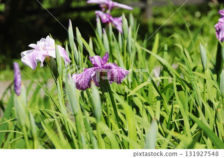 Flower iris Hanashobu Flower iris Hanashobu 131927548