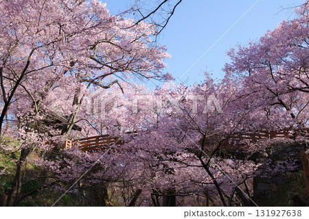 信州伊那路高遠城跡公園的高遠彼岸櫻 / 高遠彼岸櫻（開花） 131927638