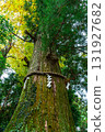 [Tokyo] The sacred tree at Takao-san Yakuo-in Temple begins to change color in autumn 131927682