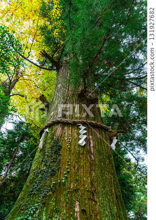[Tokyo] The sacred tree at Takao-san Yakuo-in Temple begins to change color in autumn 131927682