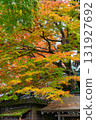 [Tokyo] Takao-san Yakuo-in Temple, where the leaves are starting to change color 131927692