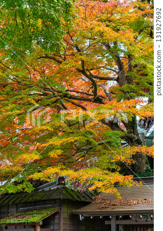 【東京】高尾山藥王院,樹葉開始變紅 【東京】高尾山藥王院,樹葉開始變紅 131927692