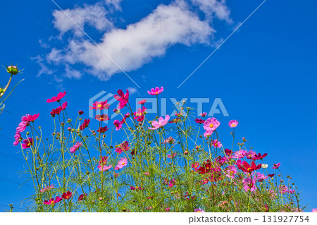 Shinkansen going to the cosmos field Shinkansen going to the cosmos field 131927754