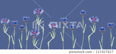 Blooming knapweed flowers in vivid blue and purple shades. Seamless watercolor border on blue background, perfect for botanical patterns, invitations, packaging, and rustic summer designs 131927827