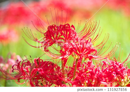 秋季簇生花卉：紅花石蒜 131927856