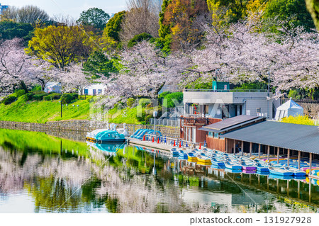 Tokyo's full bloom of Chidorigafuchi Tokyo's full bloom of Chidorigafuchi 131927928
