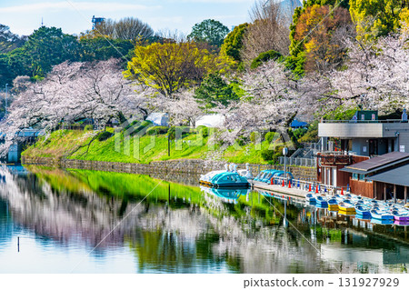 Tokyo's full bloom of Chidorigafuchi Tokyo's full bloom of Chidorigafuchi 131927929