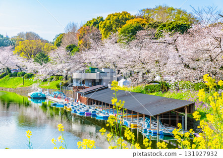 東京盛開的Chidorigafuchi 131927932