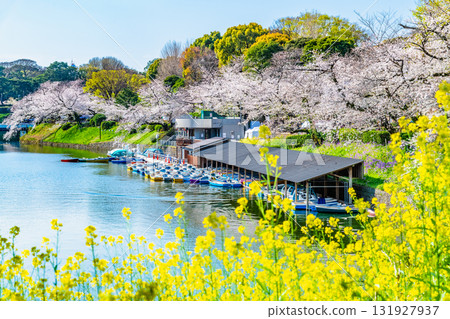 東京盛開的Chidorigafuchi 東京盛開的Chidorigafuchi 131927937