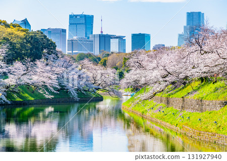Tokyo's full bloom of Chidorigafuchi Tokyo's full bloom of Chidorigafuchi 131927940