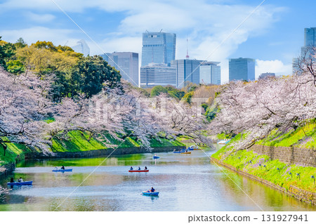 東京盛開的Chidorigafuchi 131927941