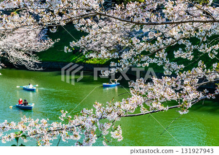 東京盛開的Chidorigafuchi 131927943