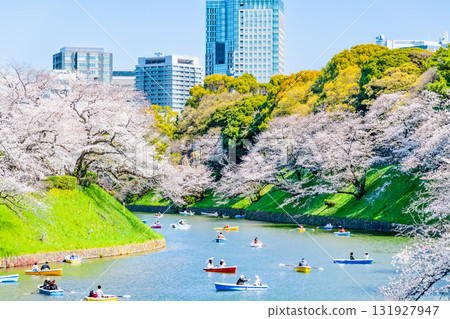 東京盛開的Chidorigafuchi 131927947