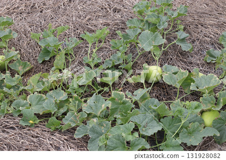 Vitality Yellow Gourd Single-Growing 131928082