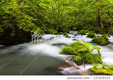 [Aomori Prefecture_Oirase Gorge_Ishigedo] Miniature garden of Oirase 131928125