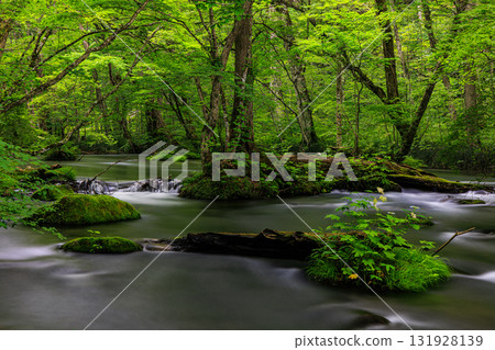 [Aomori Prefecture_Oirase Gorge_Ishigedo] Miniature garden of Oirase 131928139