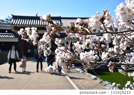 長野縣松本市松本城太閣門(二之門)和盛開的櫻花 長野縣松本市松本城太閣門(二之門)和盛開的櫻花 131928215