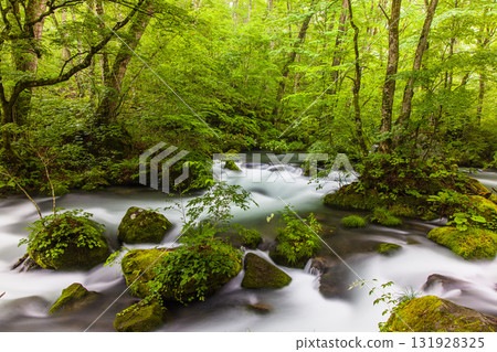 [Aomori Prefecture_Oirase Gorge_Asura Stream] The most beautiful stream in Oirase 131928325