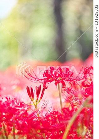 秋季簇生花卉:紅花石蒜 秋季簇生花卉:紅花石蒜 131928332