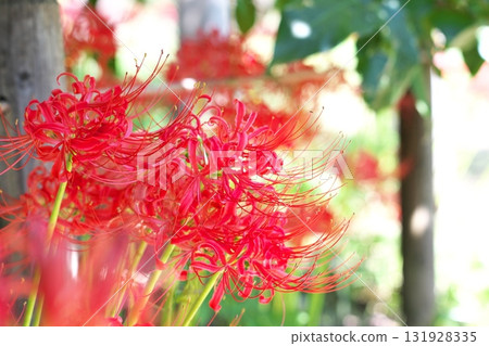 秋季簇生花卉:紅花石蒜 秋季簇生花卉:紅花石蒜 131928335