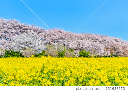 埼玉縣幸手權現堂櫻花堤：成排的櫻花樹和一片片油菜花 131928353
