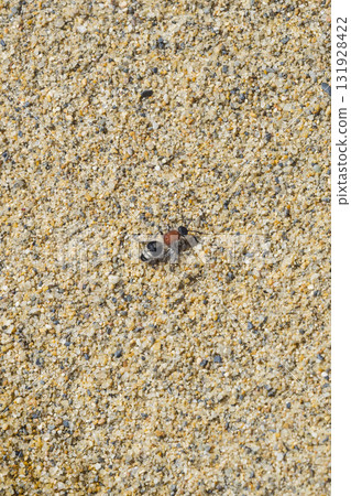 生活在鳥取縣鳥取沙丘沙灘上的紅胸蟻蜂 131928422