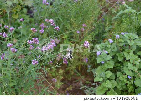 Butterfly stopping in a purple flower Butterfly stopping in a purple flower 131928561