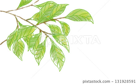 柿子樹葉插畫 柿子樹葉插畫 131928591