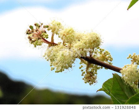 Rural landscape: Udo flowers: Udo flowers: Hotani: Suburbs Rural landscape: Udo flowers: Udo flowers: Hotani: Suburbs 131928848