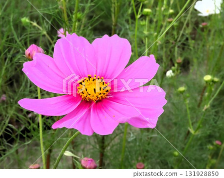 Autumn Cherry Blossoms: Cosmos: Rural Landscape: Hotani: Suburbs 131928850