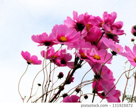 Autumn Cherry Blossoms: Cosmos: Rural Landscape: Hotani: Suburbs 131928872